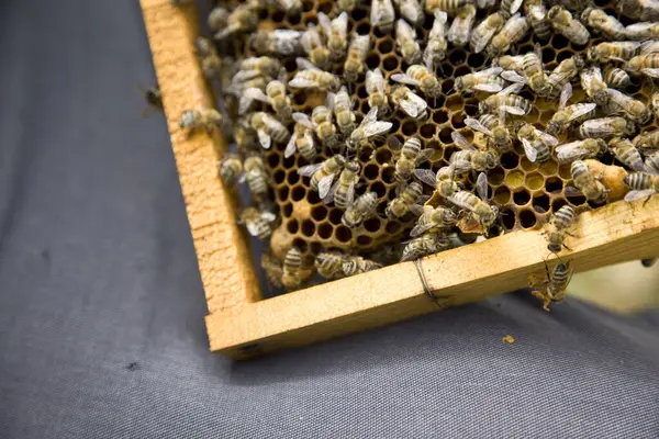 stock image bees in the hive - close-up