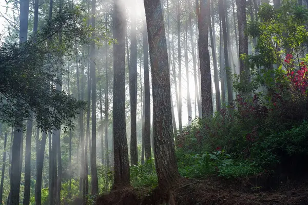 Sunbeams pour through trees in misty forest. Beautiful forest.