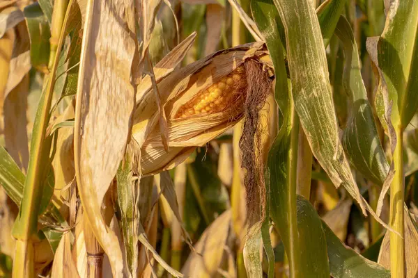Brittany 'de altın bir mısır tarlası, hasat için hazır, açık mavi bir gökyüzünün altında uzanıyor. Uzun saplar rüzgarda hafifçe sallanıyor, bölgenin tarım zenginliğini ve doğal güzelliğini yansıtıyor..
