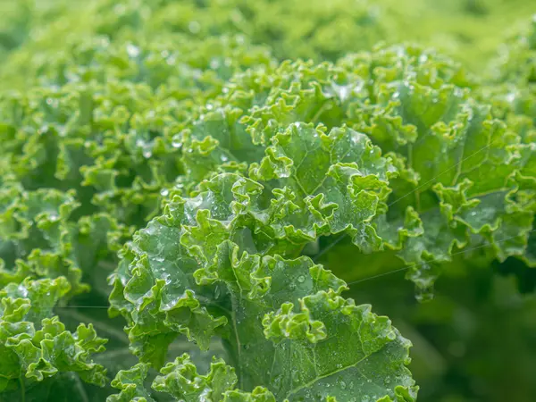 Çiçekli yeşil lahana organik bahçede yetişir, kıvırcık yaprakları canlı ve besin açısından zengindir. Sağlıklı topraklarda sürdürülebilir bir şekilde yetişen ürün, yeni, çevre dostu ve sağlıklı ürünler elde etmeye hazır.