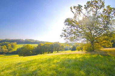 A serene summer meadow at the forest edge, with tall grasses swaying in the breeze. Vibrant wildflowers bloom under the warm sun, offering a peaceful retreat into nature, perfect for relaxation and exploration. clipart