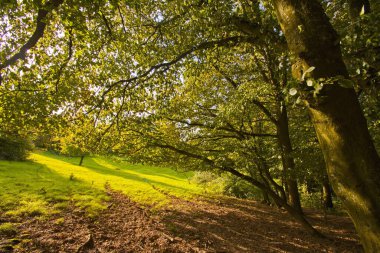 Orman kenarında sakin bir yaz çayırı. Rüzgarda sallanan uzun otlar. Sıcak güneşin altında canlı kır çiçekleri açar, doğaya barışçıl bir çekilme sunar, rahatlama ve keşif için mükemmeldir..