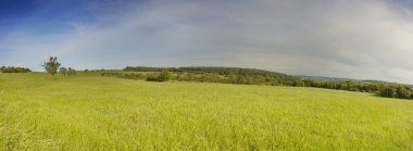 A serene summer meadow at the forest edge, with tall grasses swaying in the breeze. Vibrant wildflowers bloom under the warm sun, offering a peaceful retreat into nature, perfect for relaxation and exploration clipart