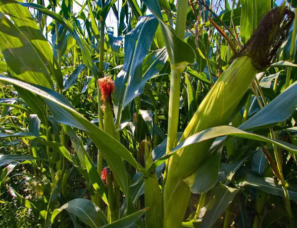 Yazın canlı bir mısır tarlası, gökyüzüne doğru uzanan uzun, yemyeşil bir mısır tarlası. Güneşle sırılsıklam olmuş sıralar, sağlıklı ve iyi korunmuş ürünlerin güzelliğini ve verimliliğini gösteren cömert bir hasat vaat ediyor.