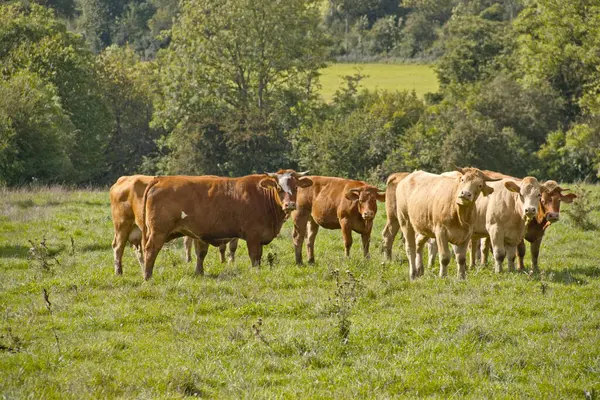 Sığırlar canlı yeşil çimlerle çevrili bereketli bir yaz çayırında huzur içinde otlarlar. Sıcak güneş ve temiz hava huzurlu, huzurlu bir manzara yaratıyor, kırsal hayatın güzelliğini ve sürdürülebilir çiftçiliği gözler önüne seriyor.