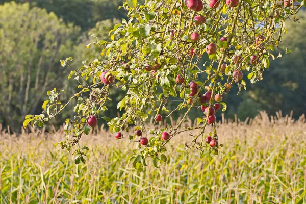 Çimenli bir çayırda dimdik duran, yemyeşil yaprakların arasında asılı parlak kırmızı elmaları olan resim gibi bir elma ağacı. Doğanın bir sembolü cömertlik, dinginlik ve taze meyvenin cazibesi..
