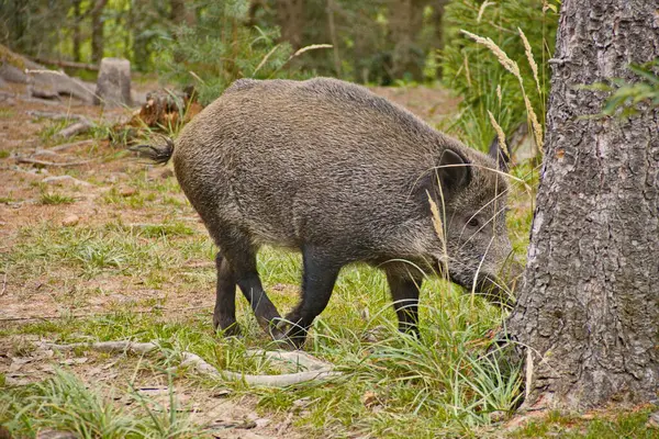 Vahşi domuzlar sık ormanda dolaşır, engebeli figürleri çalıların arasında hareket eder. Yükselen ağaçlar ve kalın yapraklarla çevrili vahşi doğada gelişiyorlar. Evcilleşmemiş doğanın güzelliği..