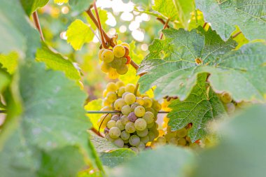 Hasat mevsiminde sarmaşığa asılmış beyaz üzümler, yumuşak güneş ışığıyla yıkanmış. Bereketli yeşil yapraklar olgun, altın kümeleri çerçeveletip şarap yapımına hazır hale getiriyor. Sakin bir üzüm bağı sahnesi.