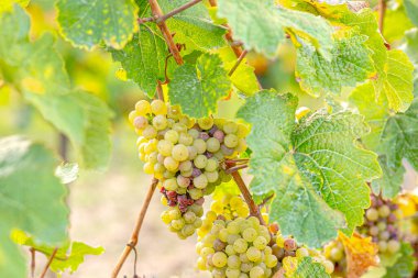 Hasat mevsiminde sarmaşığa asılmış beyaz üzümler, yumuşak güneş ışığıyla yıkanmış. Bereketli yeşil yapraklar olgun, altın kümeleri çerçeveletip şarap yapımına hazır hale getiriyor. Sakin bir üzüm bağı sahnesi.