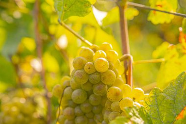 Hasat mevsiminde sarmaşığa asılmış beyaz üzümler, yumuşak güneş ışığıyla yıkanmış. Bereketli yeşil yapraklar olgun, altın kümeleri çerçeveletip şarap yapımına hazır hale getiriyor. Sakin bir üzüm bağı sahnesi.