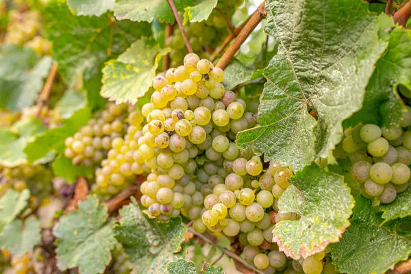 Hasat mevsiminde sarmaşığa asılmış beyaz üzümler, yumuşak güneş ışığıyla yıkanmış. Bereketli yeşil yapraklar olgun, altın kümeleri çerçeveletip şarap yapımına hazır hale getiriyor. Sakin bir üzüm bağı sahnesi.