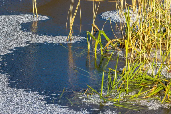 Buz kaplı sazlıklar ve yüzeyinde kar olan donmuş bir gölet. Bazı buzlar erimeye başladı, su birikintileri ortaya çıktı. Sahne, kışın erken erime dönemini yakalıyor..