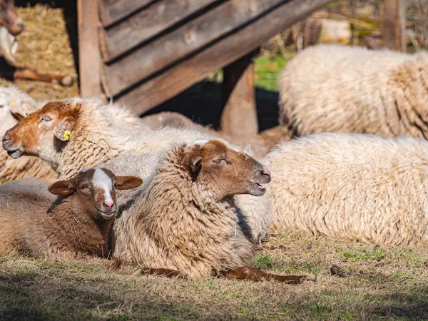 Çiçek açan çiçekler ve yumuşak güneş ışığıyla çevrili yemyeşil bahar çayırlarında otlayan koyunlar. Huzurlu bir kır manzarası doğanın güzelliğini ve huzurlu pastoral yaşamı yansıtıyor..