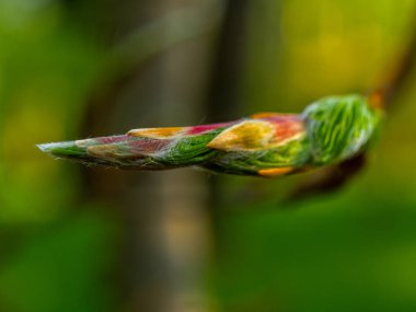 Ormanda yeni kayın yaprakları ve tomurcukları taze, narin yeşillikler baharın gelişini işaret ediyor. Yeşilin canlı tonlarında doğanın uyanışını keşfedin..