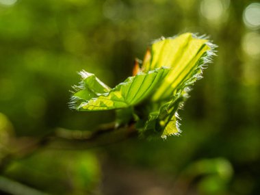 Ormanda yeni kayın yaprakları ve tomurcukları taze, narin yeşillikler baharın gelişini işaret ediyor. Yeşilin canlı tonlarında doğanın uyanışını keşfedin..