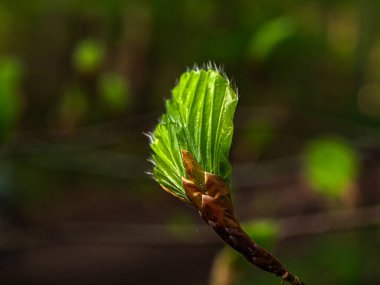 Ormanda yeni kayın yaprakları ve tomurcukları taze, narin yeşillikler baharın gelişini işaret ediyor. Yeşilin canlı tonlarında doğanın uyanışını keşfedin..