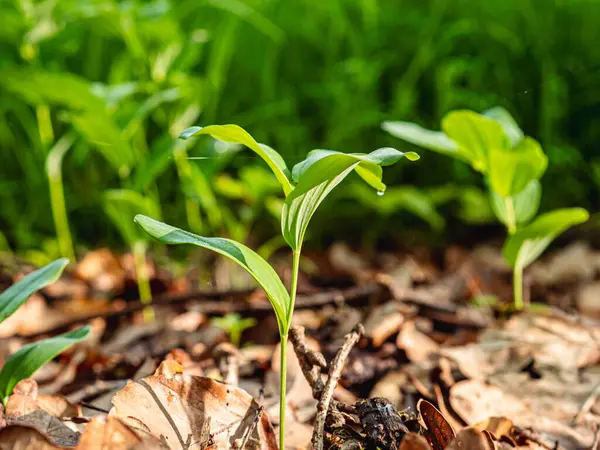 Genç ağaç fidanları orman zemininden filizlenir, yumuşak bahar güneşiyle yıkanırlar. Taze yeşilliklerle çevrelenmiş olarak, yeni yaşamı ve ormanların sessiz yenilenmesini sembolize ediyorlar..