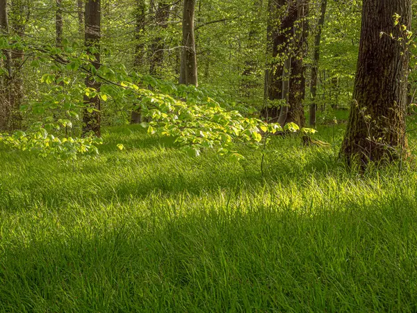 Taze yeşil bir orman çayırı, yeni yaşamla parıldıyor. Yumuşak otlar ve genç bitkiler zemini kaplar, bahar güneşiyle yıkanırlar. Doğa, huzurlu ve canlı bir ortamda uyanır..
