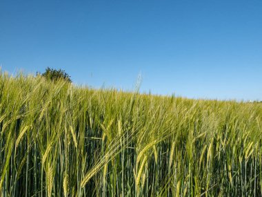 Baharın başında genç bir arpa tarlası, canlı yeşil ve hayat dolu. Hassas filizler rüzgarda sallanıyor, tarım mevsiminin başlangıcını ve sağlıklı bir hasat vaadini simgeliyor..