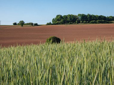 Baharda taze yeşil filizlerle dolu genç bir buğday tarlası gökyüzüne doğru uzanıyor. Taze büyüme, yeni bir mevsimin başladığını ve zengin ve altın bir hasat vaat ettiğini gösteriyor..