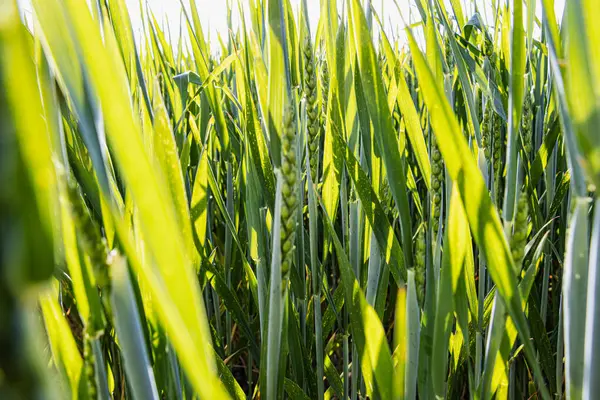 Genç tahıl bitkileri ilkbaharda organik bir çiftlikte yetişir. Taze yeşil filizler sağlıklı topraktan çıkar, parlak gün ışığında sürdürülebilir tarım ve doğal büyümeyi sembolize eder..