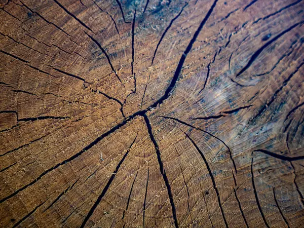 Bir ormanda kozalaklı ağaçlar devrilmiş ve gövdeleri nakil için düzgünce istiflenmiş. Ağaç kesme alanı uzun çam ağaçları ile çevrili, yerde orman makinelerinin izleri var..