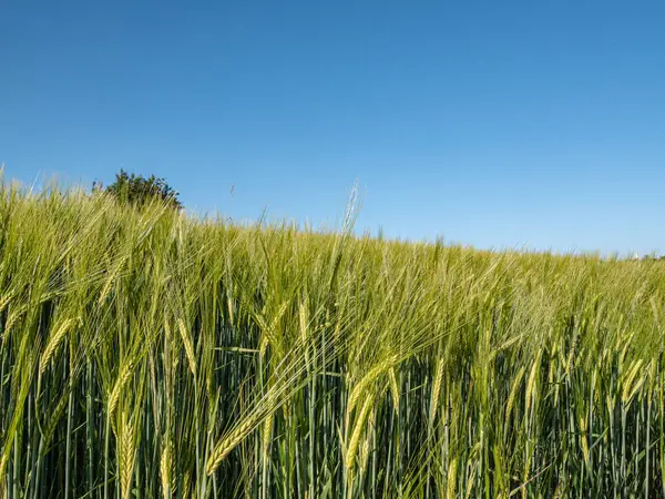 Baharın başında genç bir arpa tarlası, canlı yeşil ve hayat dolu. Hassas filizler rüzgarda sallanıyor, tarım mevsiminin başlangıcını ve sağlıklı bir hasat vaadini simgeliyor..