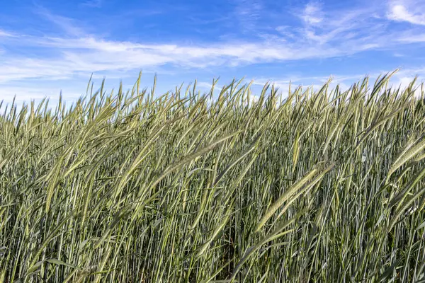 Baharda taze yeşil filizlerle dolu genç bir buğday tarlası gökyüzüne doğru uzanıyor. Taze büyüme, yeni bir mevsimin başladığını ve zengin ve altın bir hasat vaat ettiğini gösteriyor..