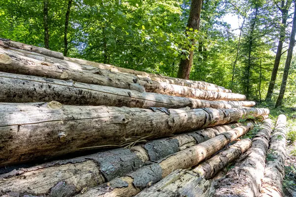 Bir ormanda kozalaklı ağaçlar devrilmiş ve gövdeleri nakil için düzgünce istiflenmiş. Ağaç kesme alanı uzun çam ağaçları ile çevrili, yerde orman makinelerinin izleri var..