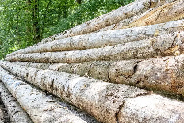 Bir ormanda kozalaklı ağaçlar devrilmiş ve gövdeleri nakil için düzgünce istiflenmiş. Ağaç kesme alanı uzun çam ağaçları ile çevrili, yerde orman makinelerinin izleri var..