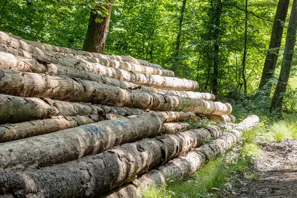 Bir ormanda kozalaklı ağaçlar devrilmiş ve gövdeleri nakil için düzgünce istiflenmiş. Ağaç kesme alanı uzun çam ağaçları ile çevrili, yerde orman makinelerinin izleri var..