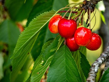 Yaz güneşinde ağaçta asılı duran tatlı, sulu kırmızı kirazlar. Tazelik ve olgunlukla parlıyorlar. Toplanmaya ve eğlenmeye hazırlar.