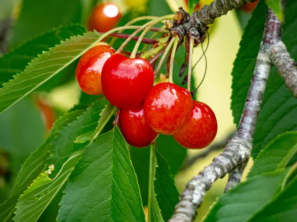 Yaz güneşinde ağaçta asılı duran tatlı, sulu kırmızı kirazlar. Tazelik ve olgunlukla parlıyorlar. Toplanmaya ve eğlenmeye hazırlar.