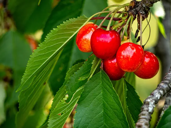 Yaz güneşinde ağaçta asılı duran tatlı, sulu kırmızı kirazlar. Tazelik ve olgunlukla parlıyorlar. Toplanmaya ve eğlenmeye hazırlar.