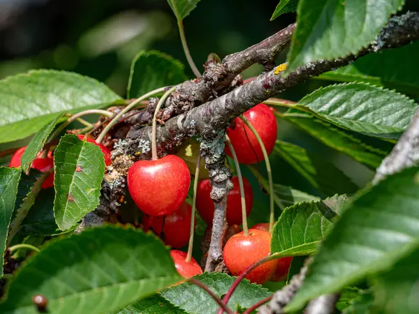 Yaz güneşinde ağaçta asılı duran tatlı, sulu kırmızı kirazlar. Tazelik ve olgunlukla parlıyorlar. Toplanmaya ve eğlenmeye hazırlar.