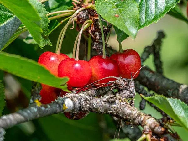 Yaz güneşinde ağaçta asılı duran tatlı, sulu kırmızı kirazlar. Tazelik ve olgunlukla parlıyorlar. Toplanmaya ve eğlenmeye hazırlar.