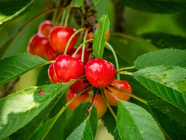 Yaz güneşinde ağaçta asılı duran tatlı, sulu kırmızı kirazlar. Tazelik ve olgunlukla parlıyorlar. Toplanmaya ve eğlenmeye hazırlar.