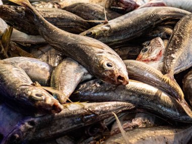 Taze yakalanan balıklar, yerel bir balıkçı tarafından işletilen Belçika 'daki bir balık pazarında buzda sergileniyor. Deniz ürünlerinin çeşitliliği geleneksel kıyı ticaretini ve günlük deniz yaşamını yansıtıyor..