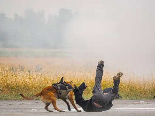 Alman çoban köpeği olan Belçikalı bir özel polis birimi terörle mücadele tatbikatı yapıyor. Takım, taktik teçhizat içinde, hassasiyet ve tetikte hareket ediyor, hazırlık ve koordinasyon sergiliyor..