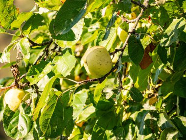 Sıcak güneş ışığında olgunlaşan kırmızı ve yeşil elmalar yemyeşil yapraklarla dolu bir meyve ağacına asılıdır. Parlak derileri yazları yansıtır, hasatı, tazeliği ve doğal bolluğu sembolize eder..