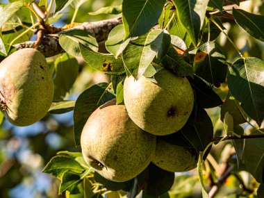 Olgun armutlar, yemyeşil yapraklarla dolu bir meyve ağacına asılırken gün ışığında parlarlar. Altın ten sıcacık parlıyor, hasatı, tazeliği ve yaz sonlarının tatlılığını simgeliyor..