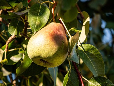 Olgun armutlar, yemyeşil yapraklarla dolu bir meyve ağacına asılırken gün ışığında parlarlar. Altın ten sıcacık parlıyor, hasatı, tazeliği ve yaz sonlarının tatlılığını simgeliyor..