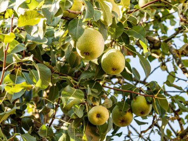 Olgun armutlar, yemyeşil yapraklarla dolu bir meyve ağacına asılırken gün ışığında parlarlar. Altın ten sıcacık parlıyor, hasatı, tazeliği ve yaz sonlarının tatlılığını simgeliyor..