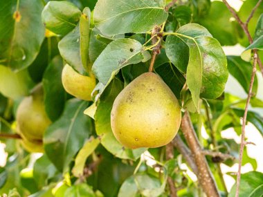 Olgun armutlar, yemyeşil yapraklarla dolu bir meyve ağacına asılırken gün ışığında parlarlar. Altın ten sıcacık parlıyor, hasatı, tazeliği ve yaz sonlarının tatlılığını simgeliyor..