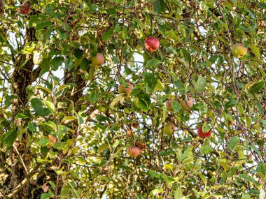 Olgun, sulu kırmızı elmalar yazın ağaç dallarından sarkan. Canlı meyveler, doğal büyüme, tazelik ve yaz hasadının bolluğunu gösteren yeşil yapraklarla çevrilidir. Kurze Bildbeschreibung (100 Zeichen)):