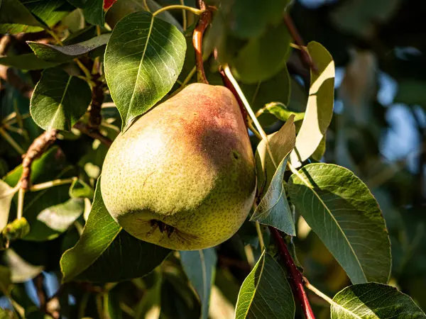 Olgun armutlar, yemyeşil yapraklarla dolu bir meyve ağacına asılırken gün ışığında parlarlar. Altın ten sıcacık parlıyor, hasatı, tazeliği ve yaz sonlarının tatlılığını simgeliyor..