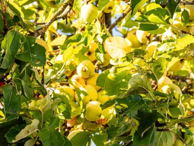 Sıcak güneş ışığında olgunlaşan kırmızı ve yeşil elmalar yemyeşil yapraklarla dolu bir meyve ağacına asılıdır. Parlak derileri yazları yansıtır, hasatı, tazeliği ve doğal bolluğu sembolize eder..