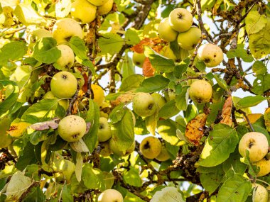 Sıcak güneş ışığında olgunlaşan kırmızı ve yeşil elmalar yemyeşil yapraklarla dolu bir meyve ağacına asılıdır. Parlak derileri yazları yansıtır, hasatı, tazeliği ve doğal bolluğu sembolize eder..