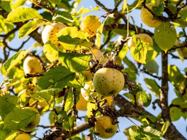 Sıcak güneş ışığında olgunlaşan kırmızı ve yeşil elmalar yemyeşil yapraklarla dolu bir meyve ağacına asılıdır. Parlak derileri yazları yansıtır, hasatı, tazeliği ve doğal bolluğu sembolize eder..