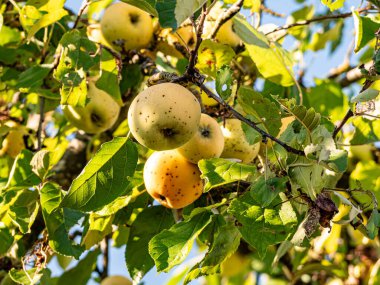 Sıcak güneş ışığında olgunlaşan kırmızı ve yeşil elmalar yemyeşil yapraklarla dolu bir meyve ağacına asılıdır. Parlak derileri yazları yansıtır, hasatı, tazeliği ve doğal bolluğu sembolize eder..
